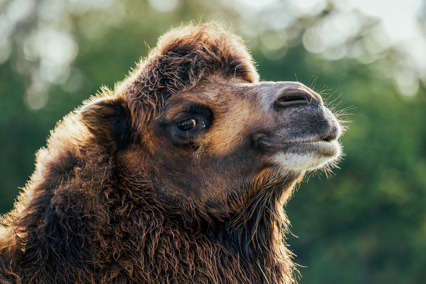 A bactrian Camel at Knowsley Safari Park.