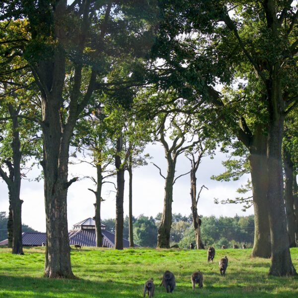 Monkeys running over the hill for food at Knowsley Safari Park.