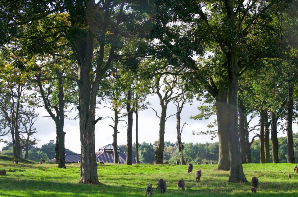 Monkeys running over the hill for food at Knowsley Safari Park.