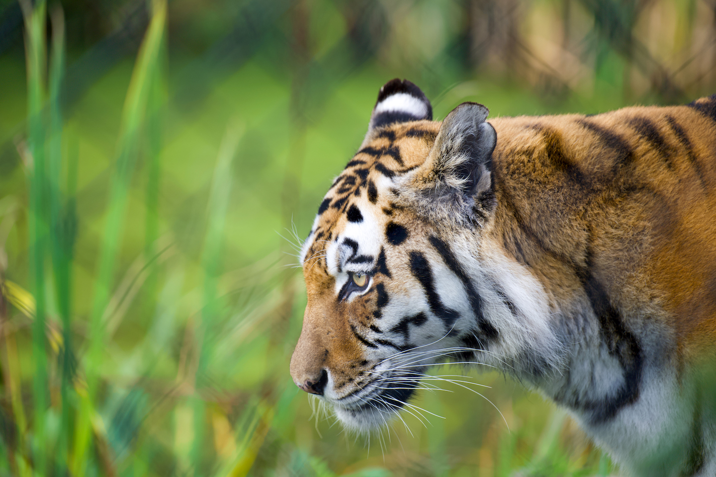 Amur Tiger