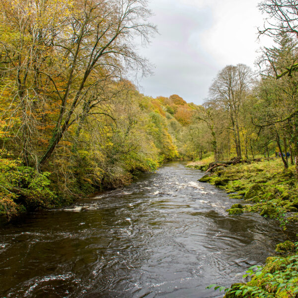 A stream running through Bolton Abbey